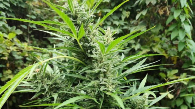 Полицията в Северна Македония задържа рекордни 28 тона канабис